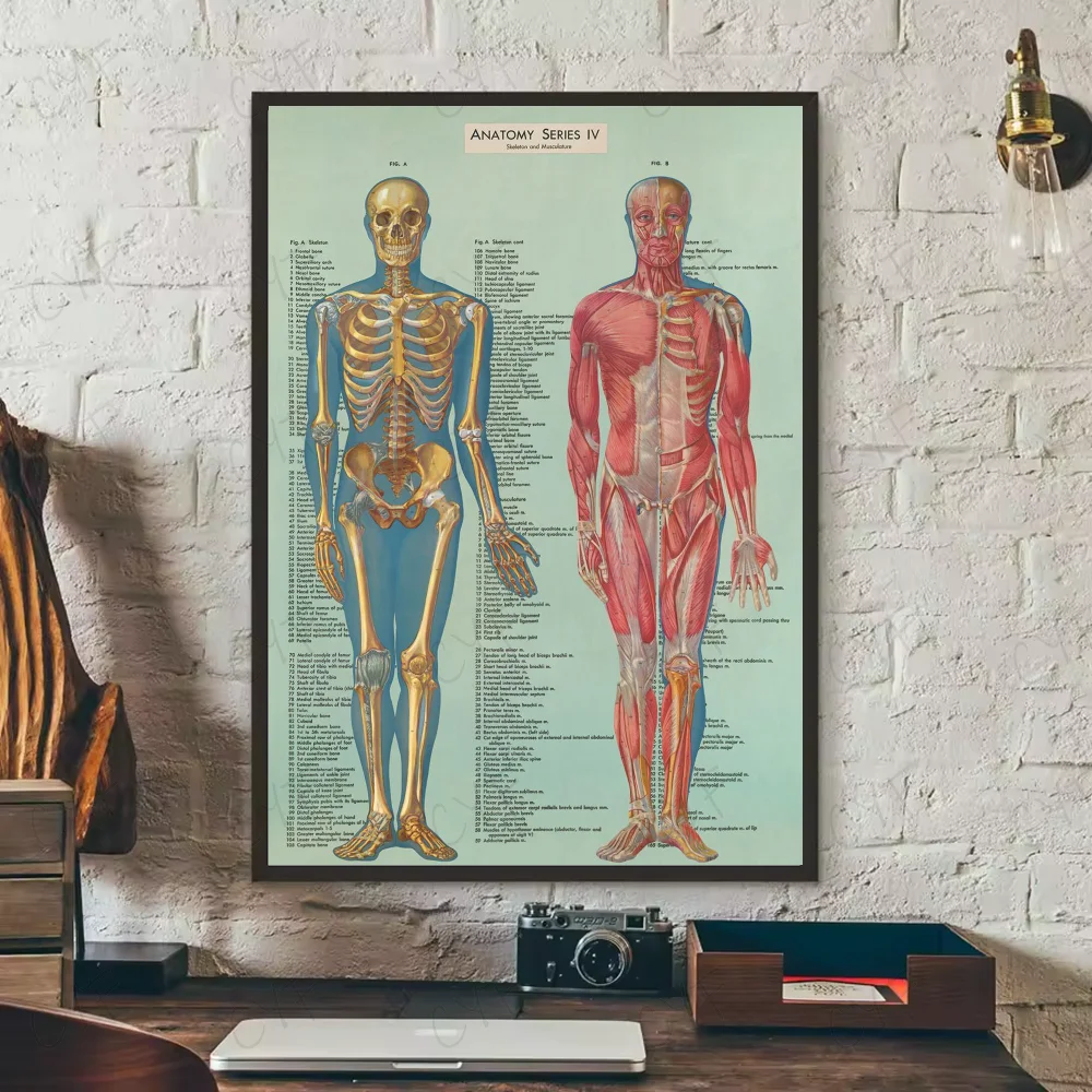 Human Anatomy Muscle System Poster HD art sticky wall waterproof home living room bedroom bar aesthetic decoration Peaceful Pleasures Health and Wellness z3 15X20cmNoframe