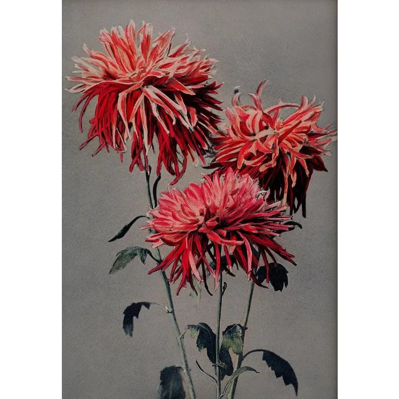 Retro Japanese Floral Illustration Poster Nature Botanical Flower Dahlia Sakura Azalea Canvas Painting Wall Art Room Home Dec Peaceful Pleasures Health and Wellness
