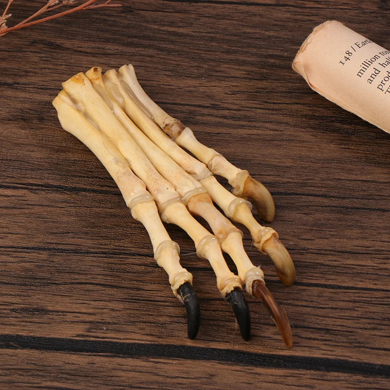 Paw Bone Skeleton Specimen | Plastic Taxidermy Science Decor