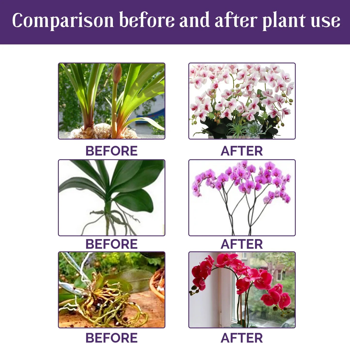Orchid Liquid Fertilizer 50ml | Fast-Absorbing Plant Nutrient