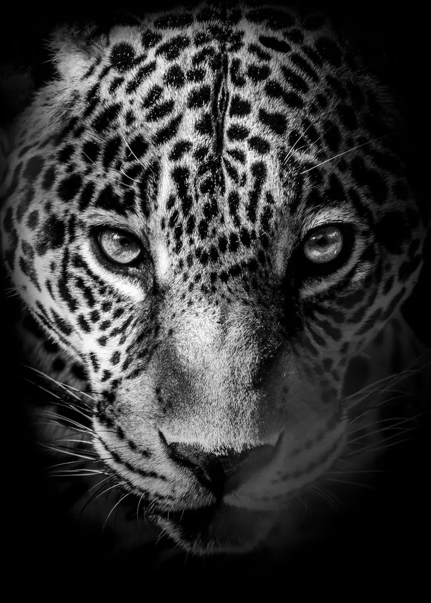Black and White Animals Lions Family Elephant Giraffe Zebra Wall Poster Prints Canvas Painting Pictures for Kids Room Decor Peaceful Pleasures Health and Wellness