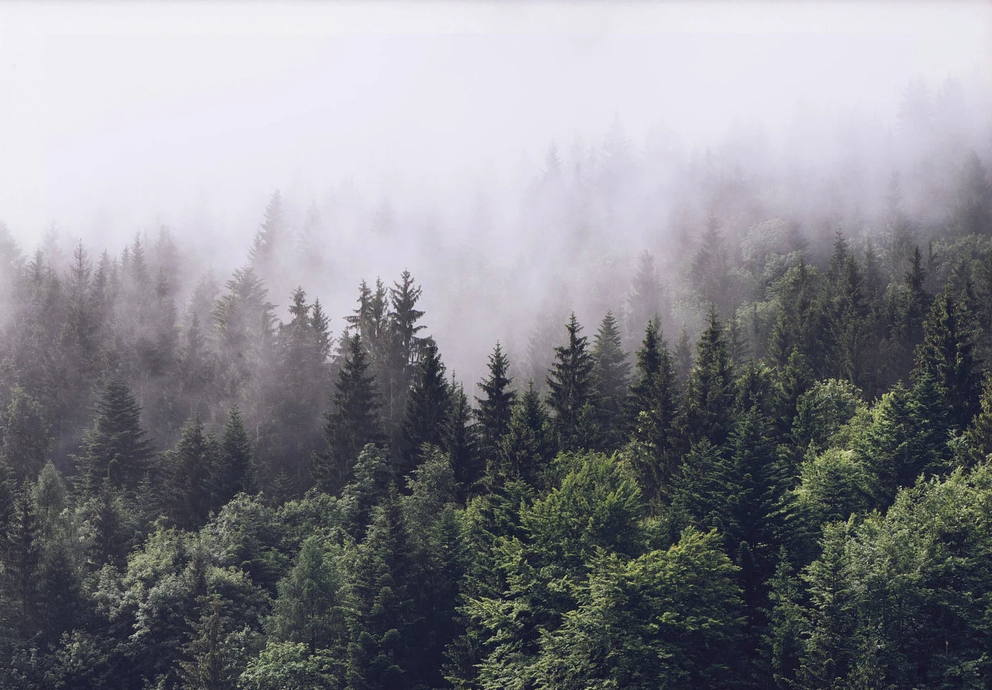 Foggy Green Forest Mountain Canvas Wall Art | Landscape Print