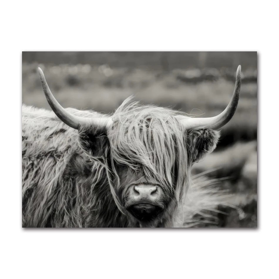 Scottish Highland Cattle Canvas Wall Art | Modern Animal Print
