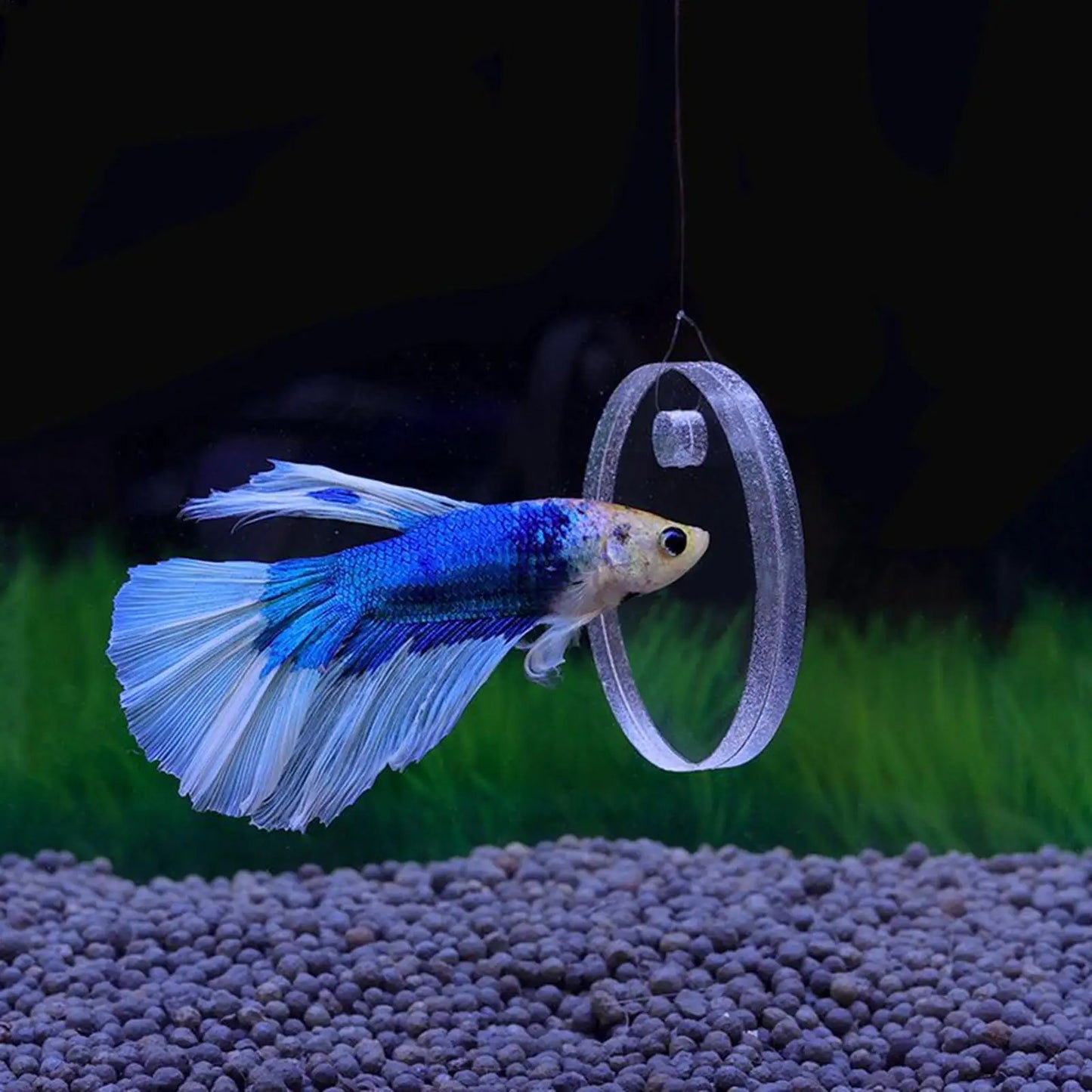 Fish Feeding Ring & Betta Training Toy Set – 2 Pack