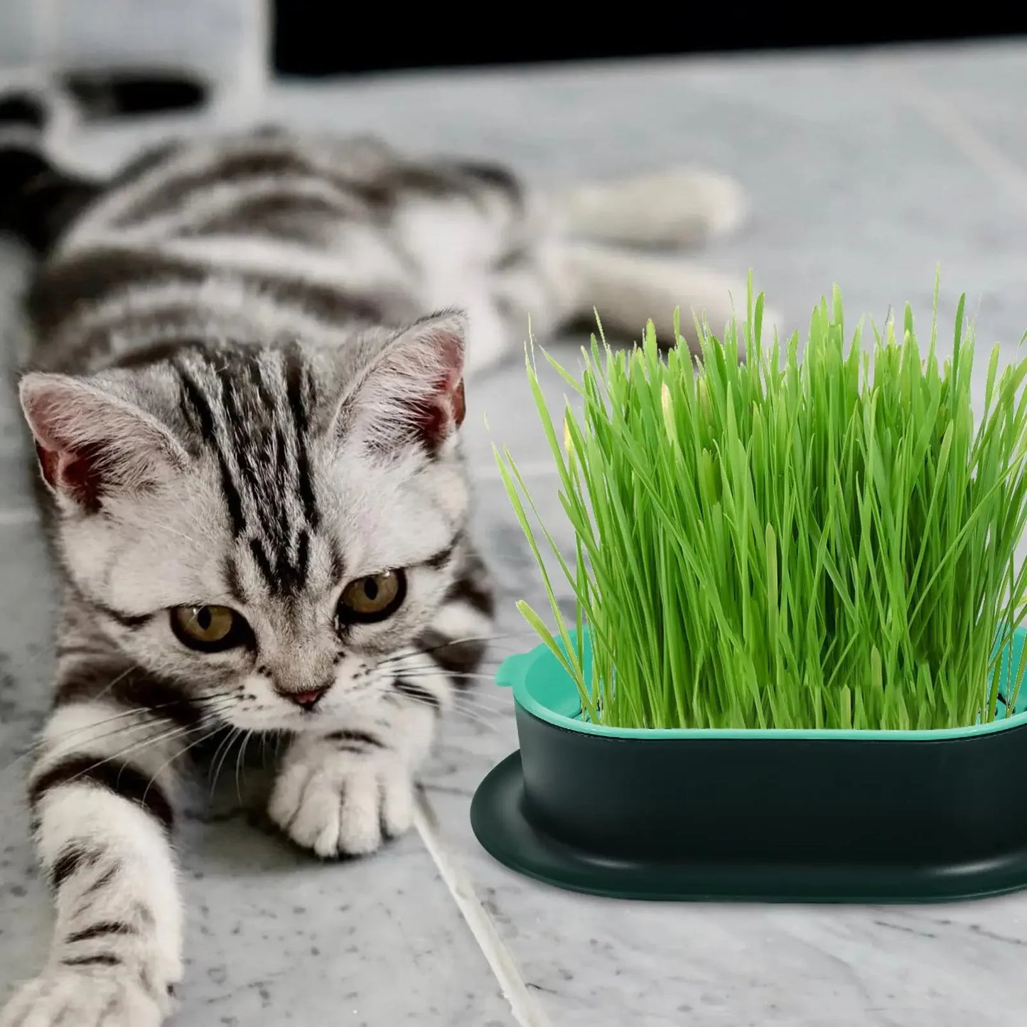 New Pet cat sprout Dish Growing Pot Hydroponic Plant cat Grass Germination Digestion starter Dish Greenhouse Grow Box Peaceful Pleasures Health and Wellness