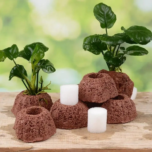 Ceramic Aquatic Plant Gravity Rings | Fish Tank Decor Set Aquarium Plant Ring Peaceful Pleasures Health and Wellness 5 sets