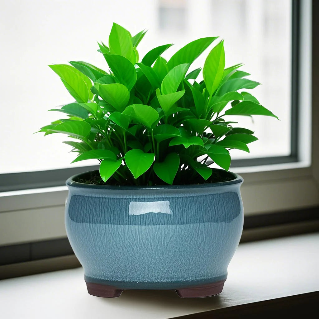 Ceramic Garden Planter Pots Ceramic Plant Pots with Drainage Holes for Indoor Flowers Cactus Herbs Aloes Peaceful Pleasures Health and Wellness
