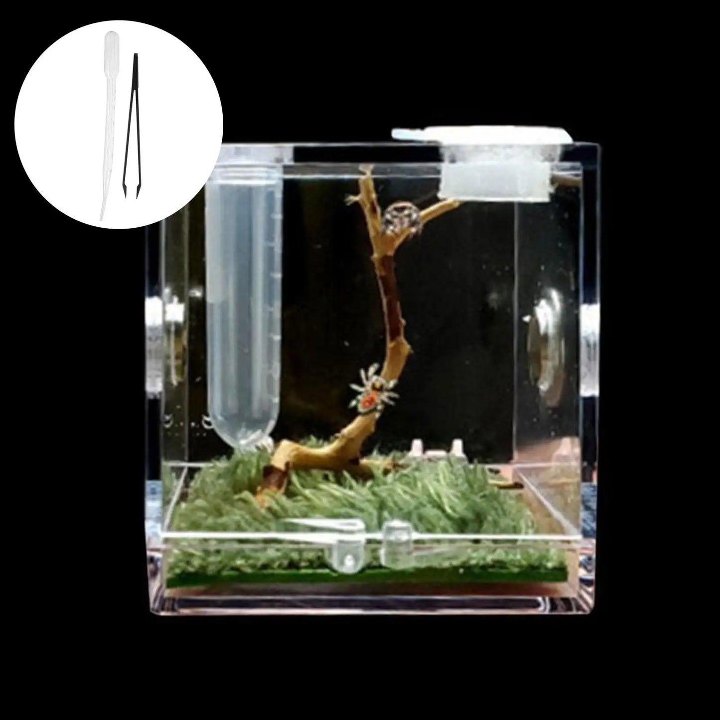 Small Reptile Feeding Box for Breeding and Feeding Insects Peaceful Pleasures Health and Wellness
