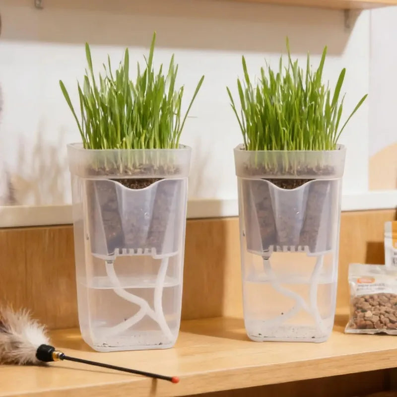 Transparent Self-Watering Plant Pot | Seedling Propagation Planter
