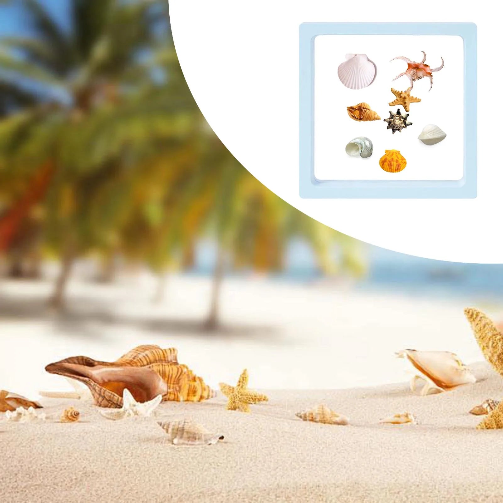 3D Floating Seashell Display Box Small Craft Organizers Display Case for Home Display Cabinet Showcase Peaceful Pleasures Health and Wellness