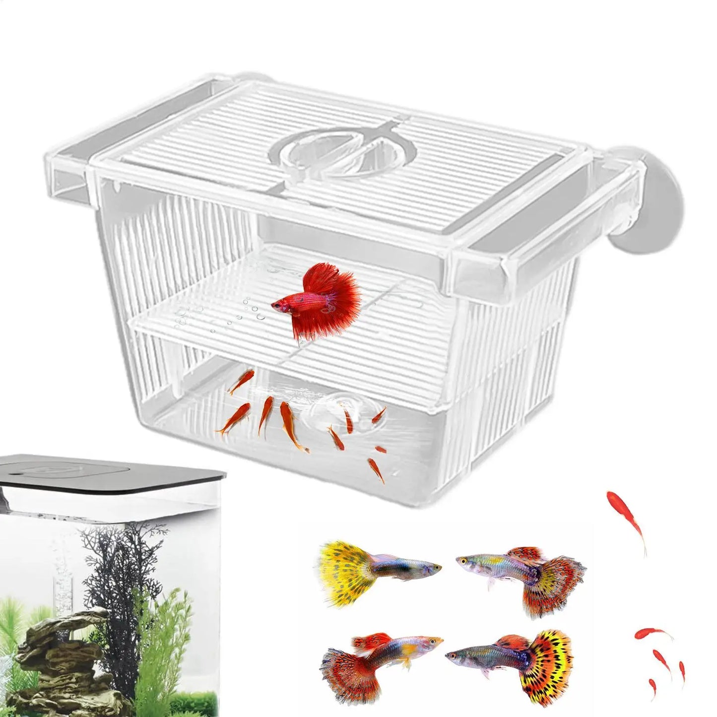 Clear Fish Breeder Box – Betta, Fry & Shrimp Isolation Tank