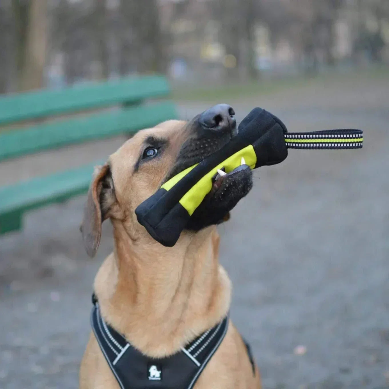 Truelove Dog Training Retriever Snack Bag Oxford Reusable with Zipper High Quality Durable Treat Pouch TLT1951 Peaceful Pleasures Health and Wellness