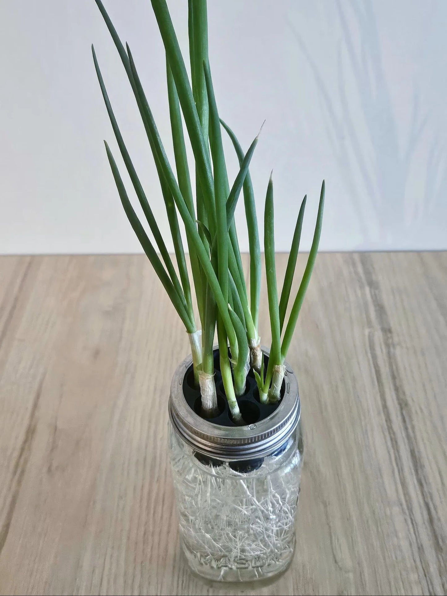 Mason Jar Green Onion Regrower Lid – Hydroponic Herb Kit