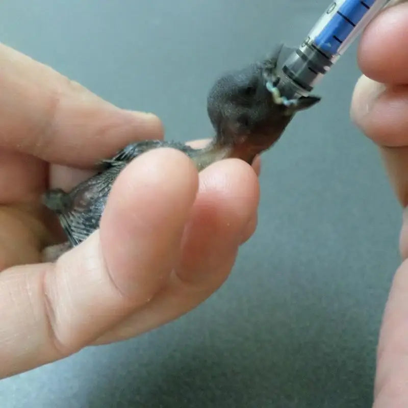 Nestlings Baby Birds Universal Feeding Syringe Budgie Parrot Hand