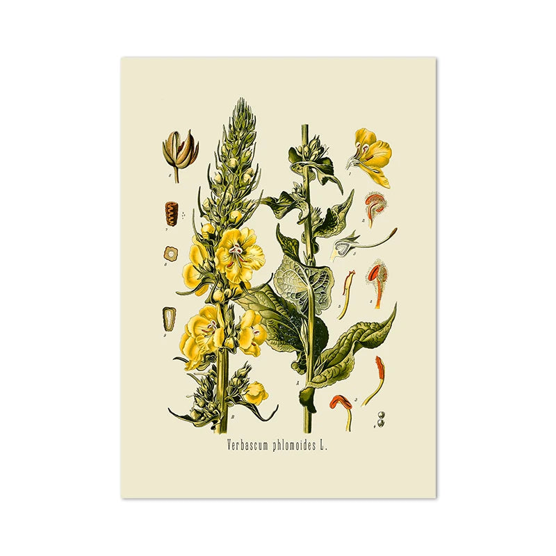 Botanical Studies Vintage Posters and Prints Antique French Plant Illustrations Canvas Painting Botany Wall Art Pictures Deco Peaceful Pleasures Health and Wellness APB12050 50x70cm Unframed