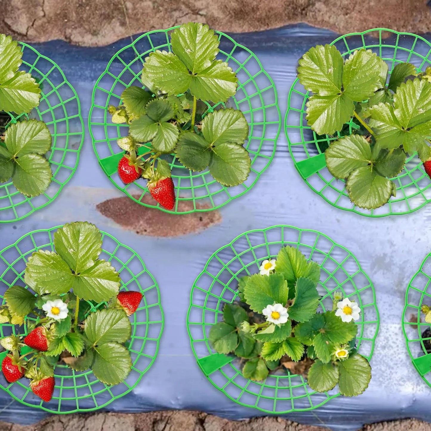 10PCS Vegetable Growing Rack Garden Tools Strawberry Supports With 3 Sturdy Support Feet Keeping Plant Fruit Stand Peaceful Pleasures Health and Wellness