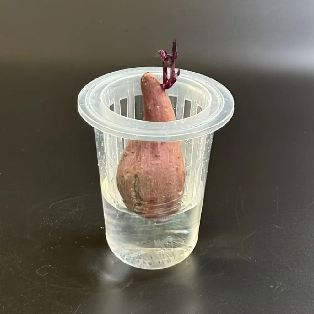 Transparent Hydroponic Mesh Cups – 5-Pack Nursery Net Pots