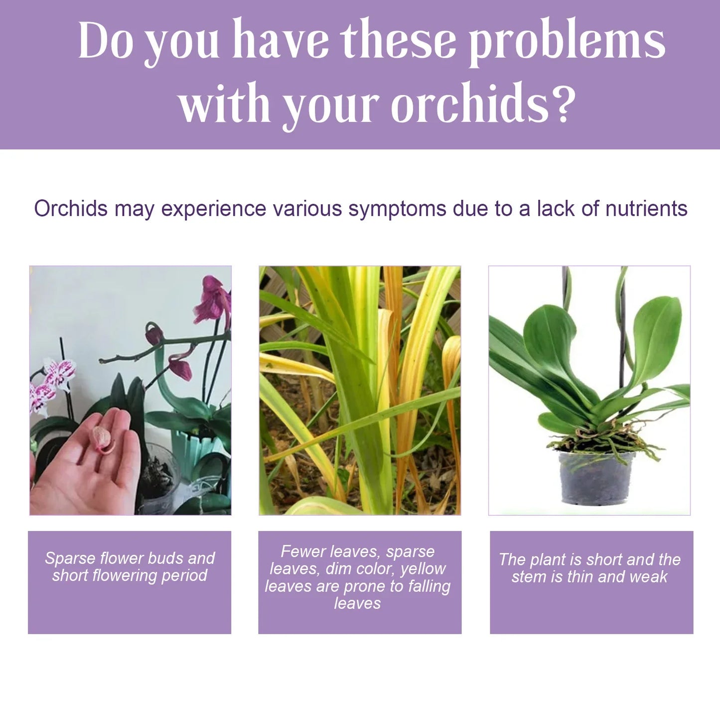 Orchid Liquid Fertilizer 50ml | Fast-Absorbing Plant Nutrient