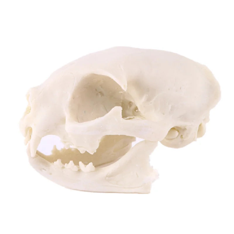 Realistic Cat Skull, Resin Skeleton Head Scale Model Decorations, 6.5 x 6.5 x 9cm Peaceful Pleasures Health and Wellness