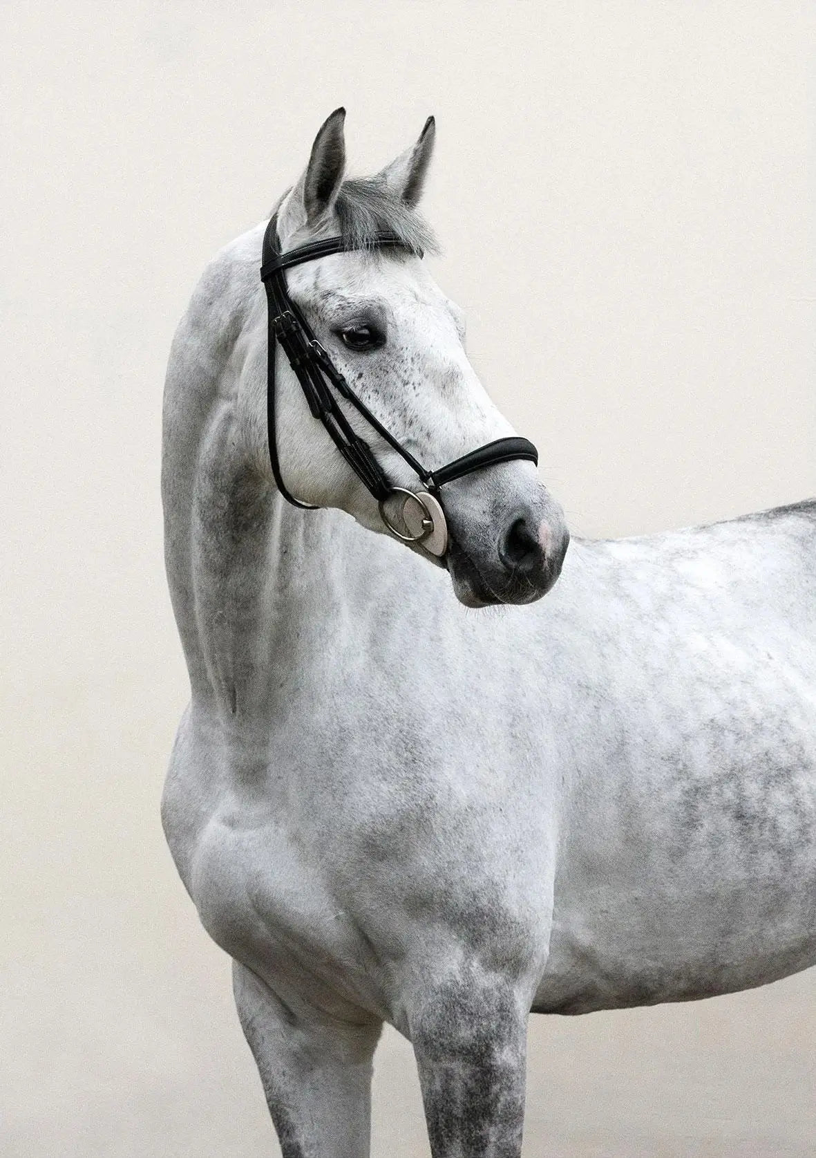 Black and White Horse Portrait Poster Print Canvas Painting Horses Running Animal Wall Picture for Farmhouse Room Home Decor Peaceful Pleasures Health and Wellness 19 20x30cm Unframed