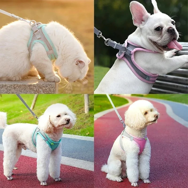 Cat Harness and Belt Set Breathable Accessories for Cats Pet Products Necklace Collar Pets Supplies Home Collars Things Cats Peaceful Pleasures Health and Wellness