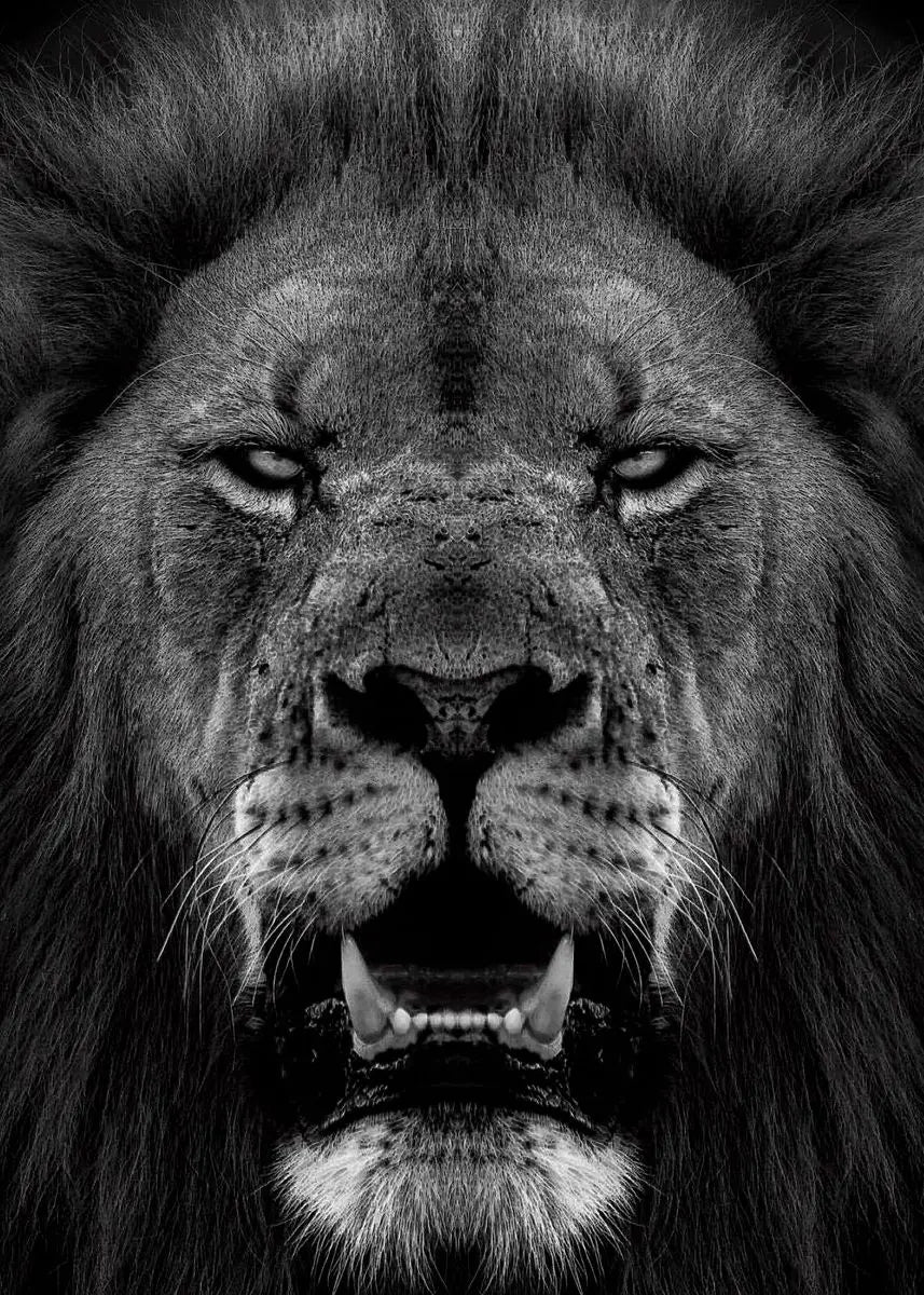 Black and White Animals Lions Family Elephant Giraffe Zebra Wall Poster Prints Canvas Painting Pictures for Kids Room Decor Peaceful Pleasures Health and Wellness 19 40x60cm Unframed