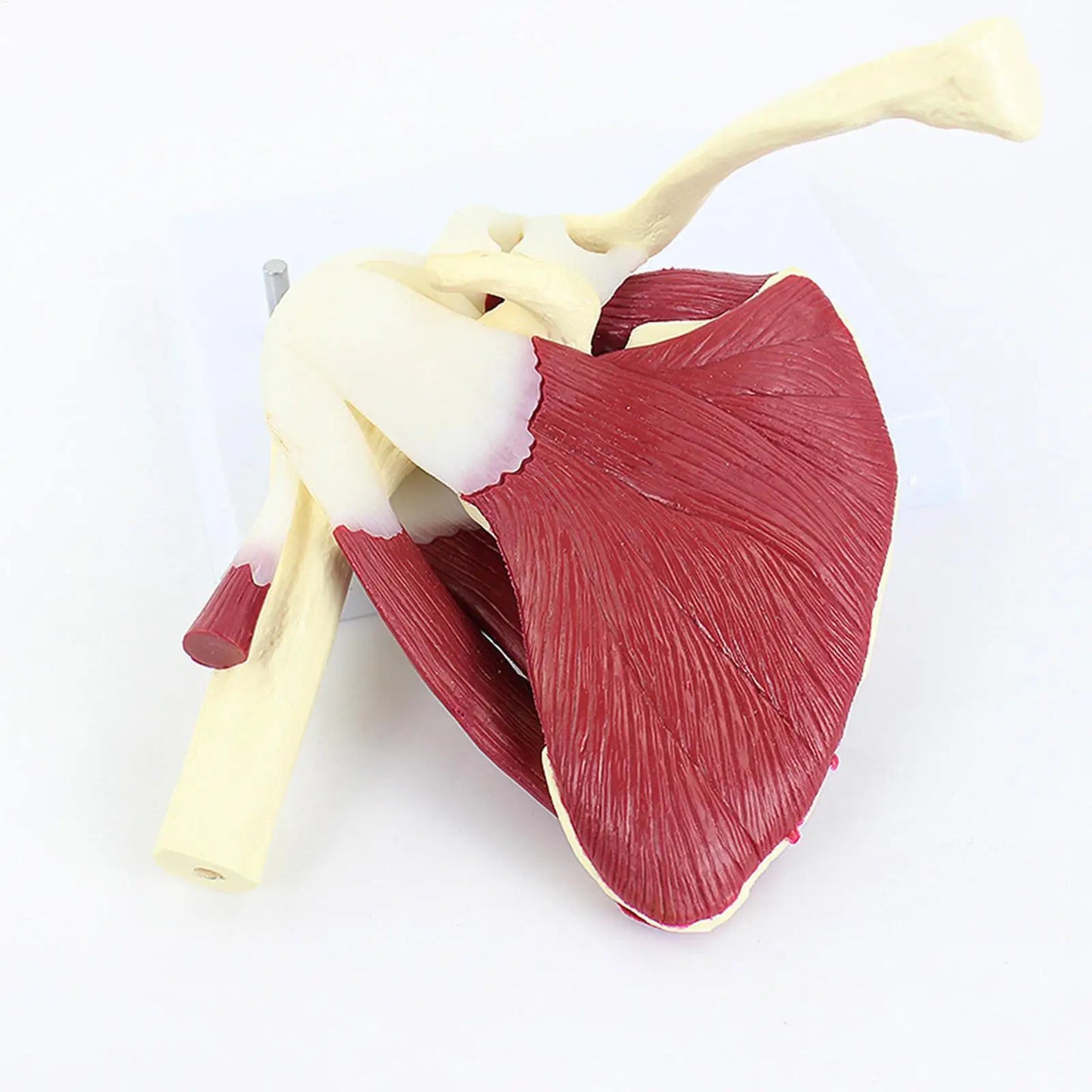Human Anatomy Model Anatomical Education Tool Shoulder Anatomy Model For Doctor Teacher Men Women Boys Girls Youth Study Peaceful Pleasures Health and Wellness