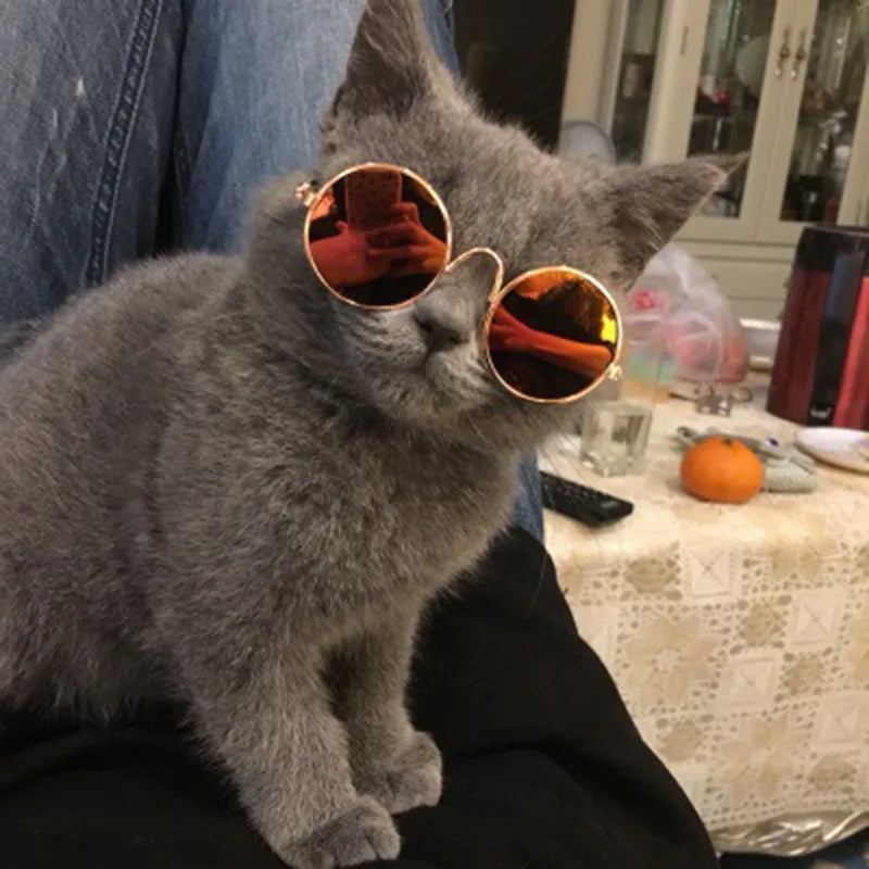 Vintage Round Pet Glasses for Dogs & Cats | Photo Props