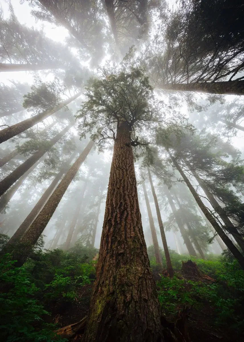 Dark Green Forest Foggy Mountain Canvas Wall Art | Nature Print