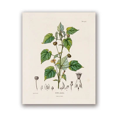 Botanical Studies Vintage Posters and Prints Antique French Plant Illustrations Canvas Painting Botany Wall Art Pictures Deco Peaceful Pleasures Health and Wellness PH5485 50x70cm Unframed