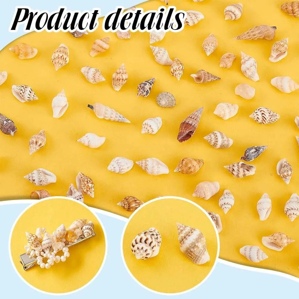 Tiny Sea Shells Box – Candle, Jewelry & Aquarium Crafts