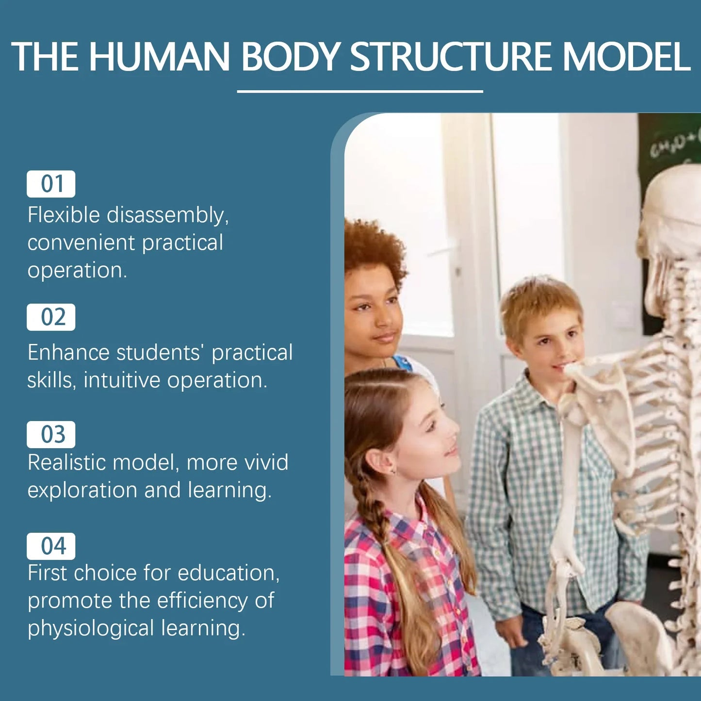 3D Human Body Anatomy Model – Detachable STEM Educational Toy