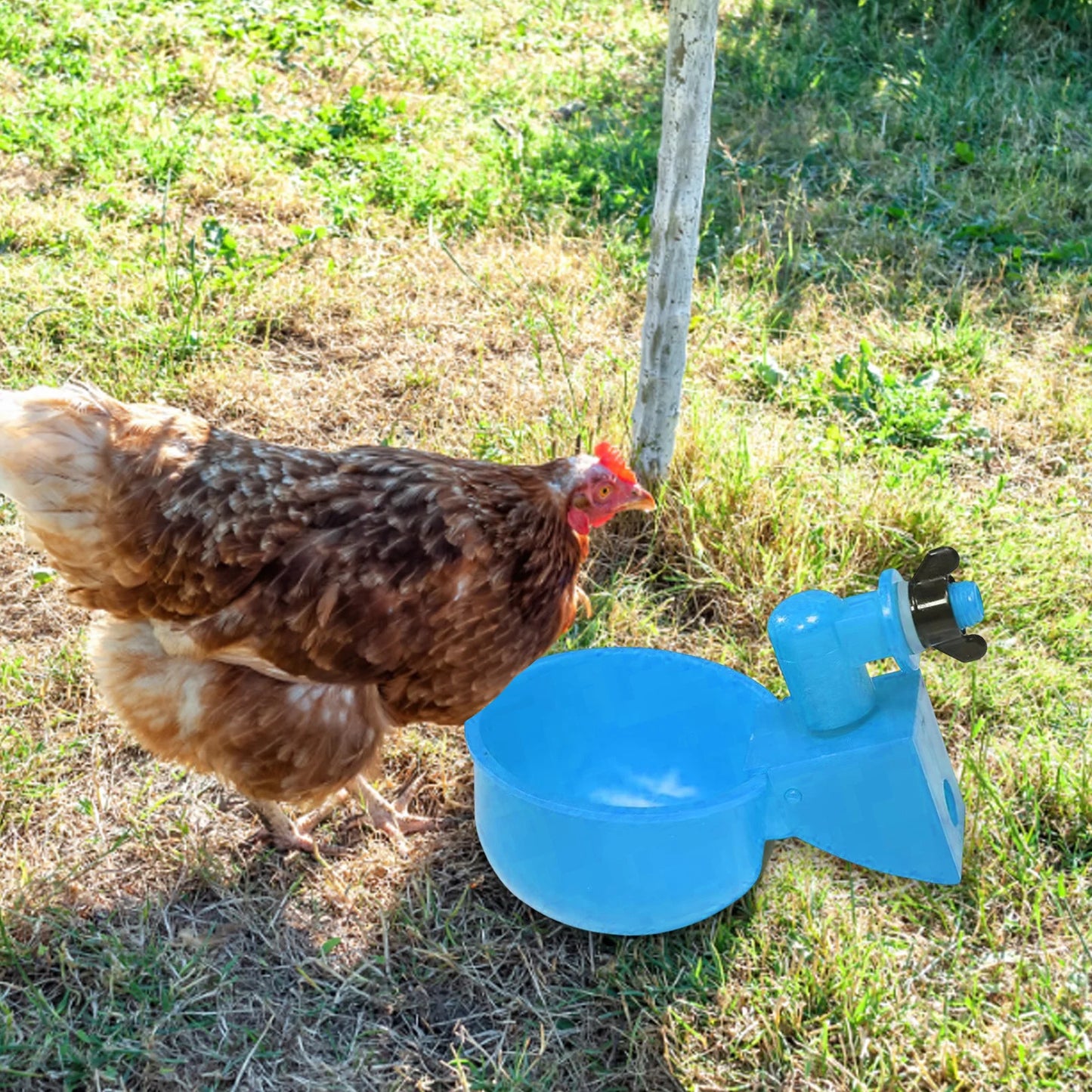 6pcs Poultry Feeder Drinker Hanging Automatic Poultry Drinking Water Bowl Plastic Practical Convenient for Farm Animal Feeding Peaceful Pleasures Health and Wellness
