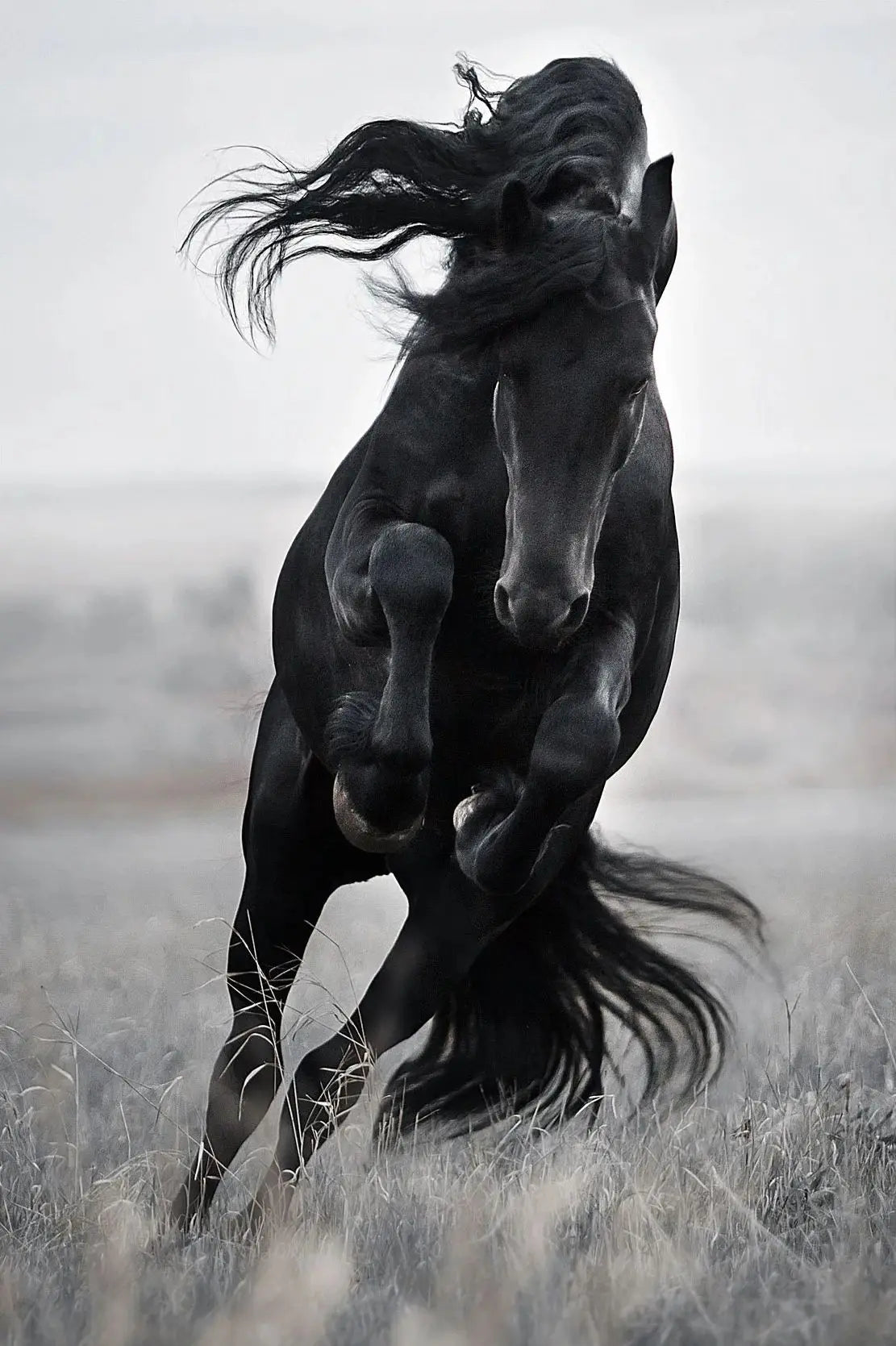 Black and White Horse Portrait Poster Print Canvas Painting Horses Running Animal Wall Picture for Farmhouse Room Home Decor Peaceful Pleasures Health and Wellness 18 40x50cm Unframed
