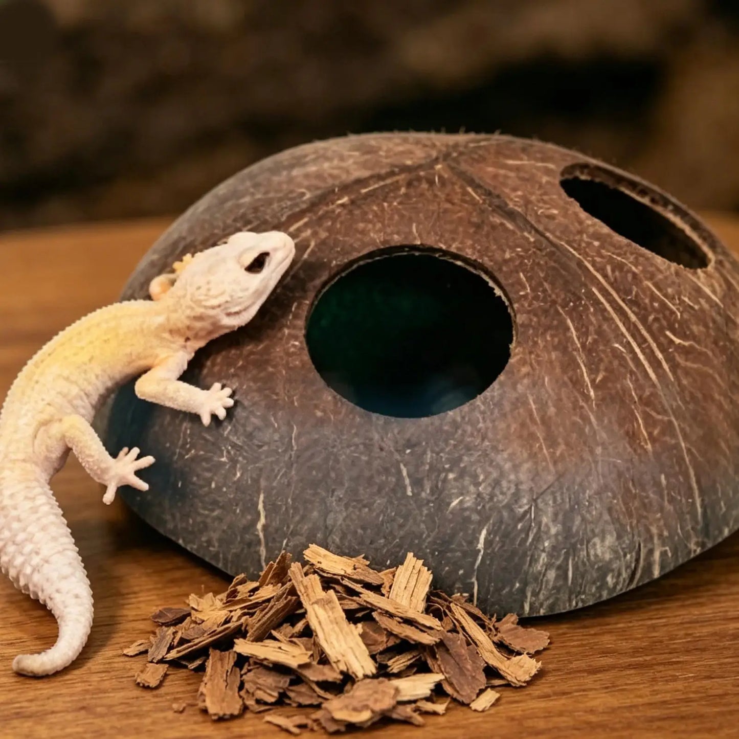 Natural Coconut Shell Reptile Hiding Cave | Terrarium Decor