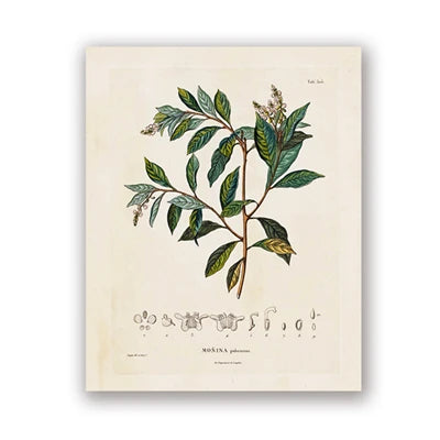 Botanical Studies Vintage Posters and Prints Antique French Plant Illustrations Canvas Painting Botany Wall Art Pictures Deco Peaceful Pleasures Health and Wellness PH5489 40x50cm Unframed