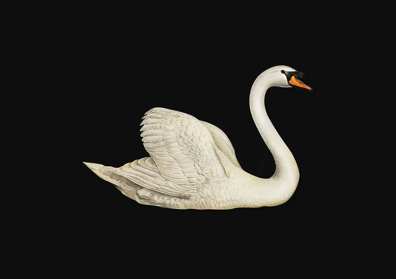 Antique Swan Watercolor Canvas Wall Art | Farmhouse Decor