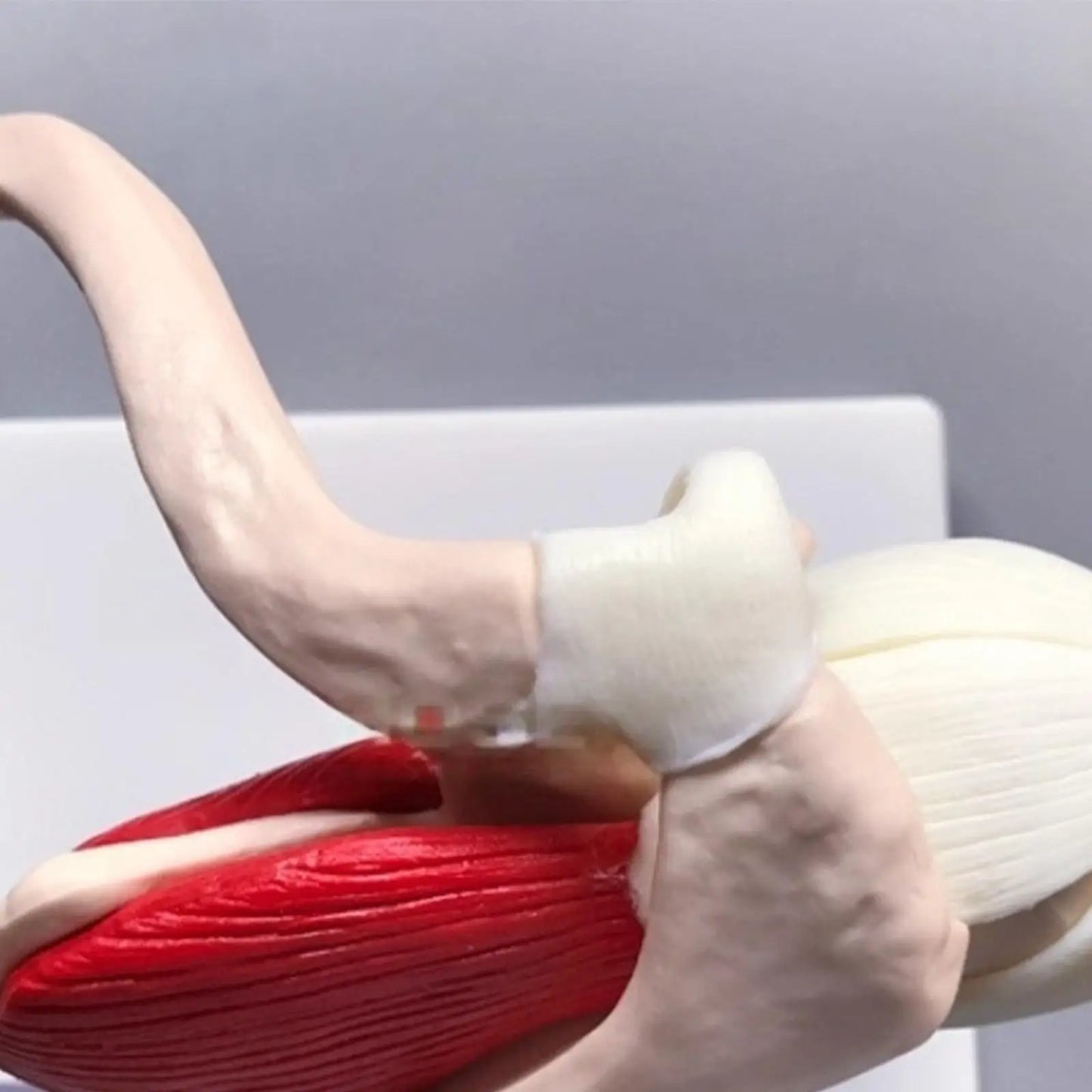 Human Anatomy Model Anatomical Education Tool Shoulder Anatomy Model For Doctor Teacher Men Women Boys Girls Youth Study Peaceful Pleasures Health and Wellness