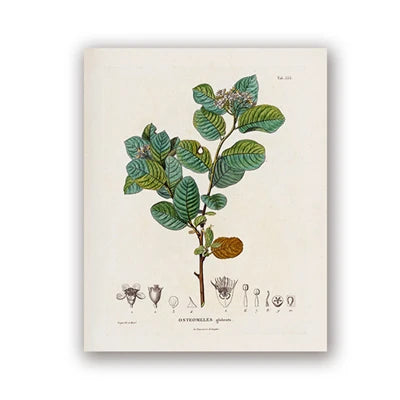 Botanical Studies Vintage Posters and Prints Antique French Plant Illustrations Canvas Painting Botany Wall Art Pictures Deco Peaceful Pleasures Health and Wellness
