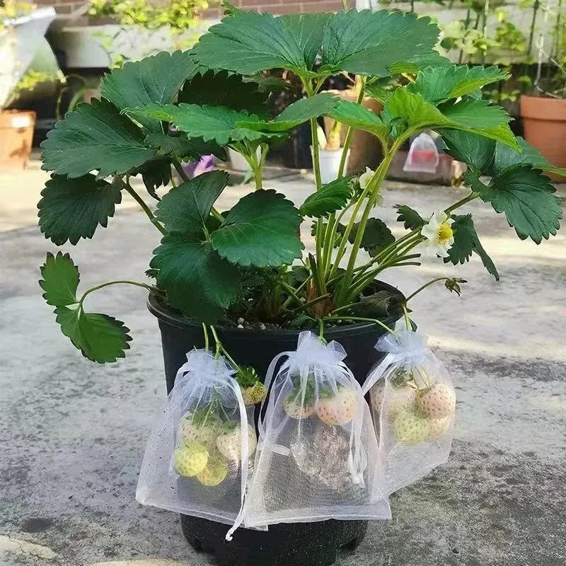 50pcs Fruit Netting Bags – Anti-Bird Mesh Garden Covers