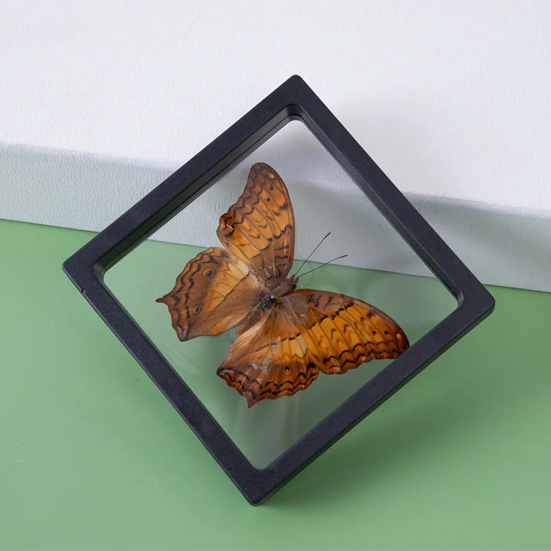 10-Pack 3D Floating Display Cases – Jewelry, Coin & Medal Box