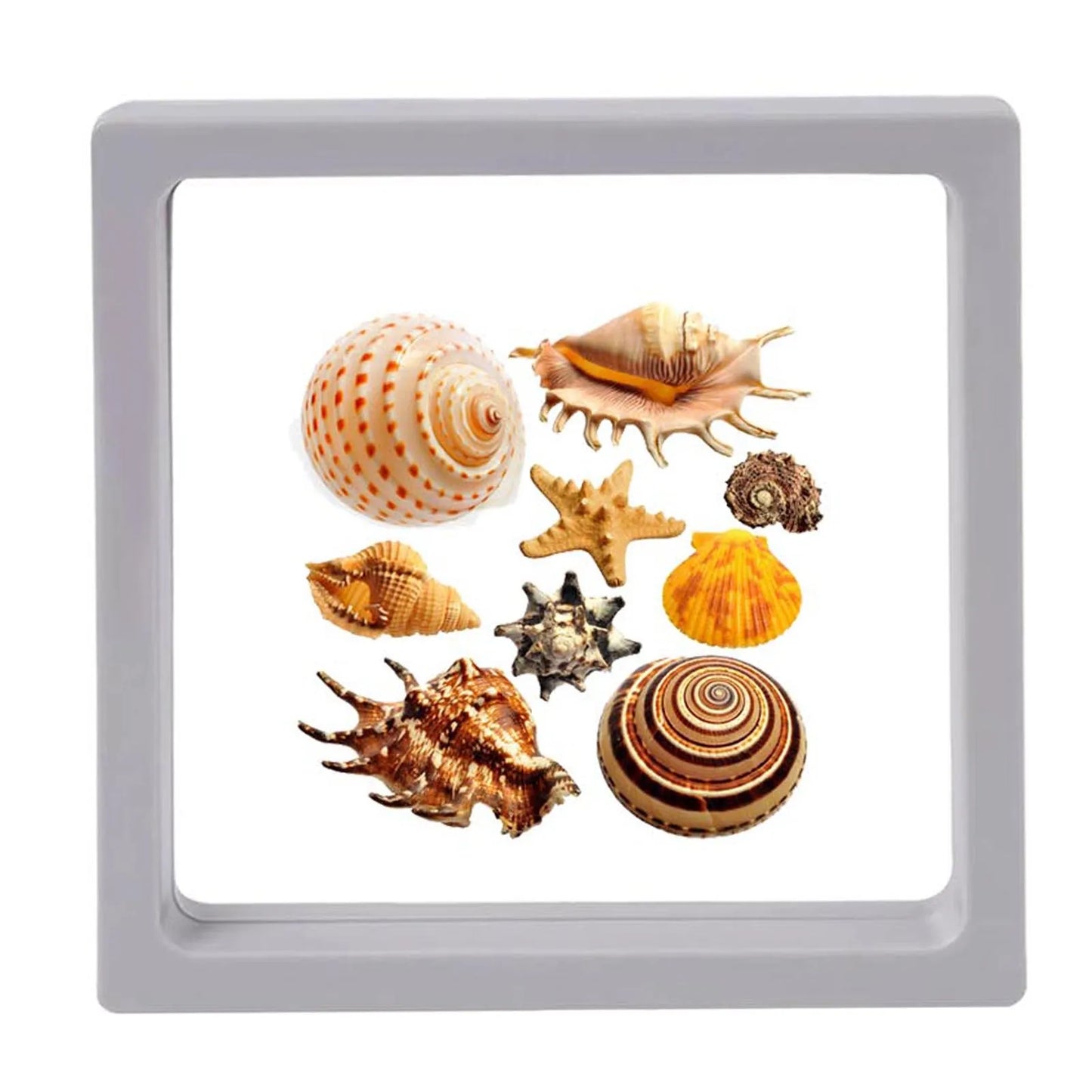 3D Floating Seashell Display Box Small Craft Organizers Display Case for Home Display Cabinet Showcase Peaceful Pleasures Health and Wellness Gray