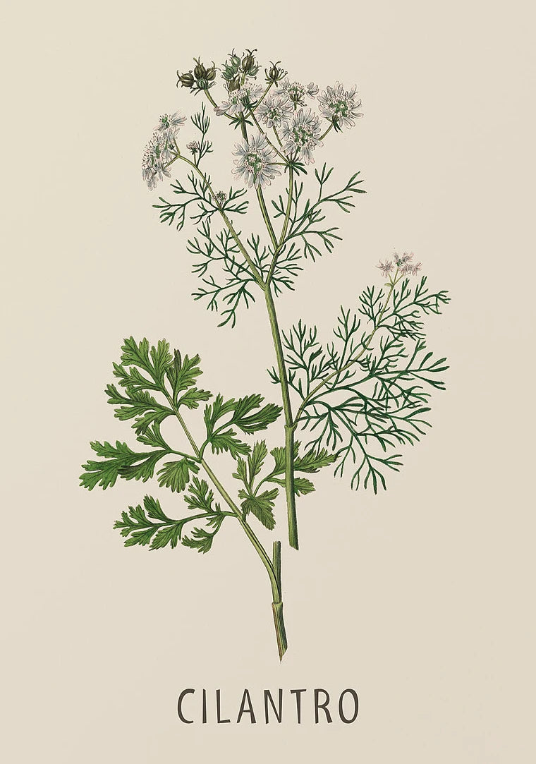 Vintage Botanical Herb & Flower Canvas Wall Art Poster Canvas Wall Art Peaceful Pleasures Health and Wellness DM117-3 40x50cm Unframed