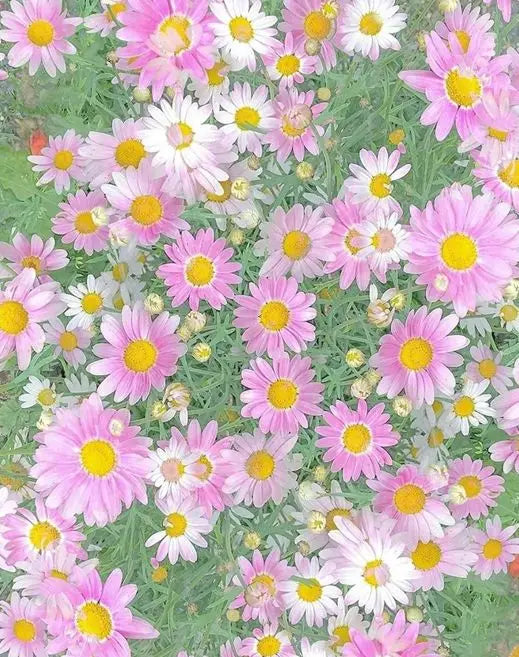 Fresh Floral Canvas Wall Art | Bedroom Home Decor Gift 60x75cm Canvas Wall Art Peaceful Pleasures Health and Wellness 1-9 40x60cm Unframed