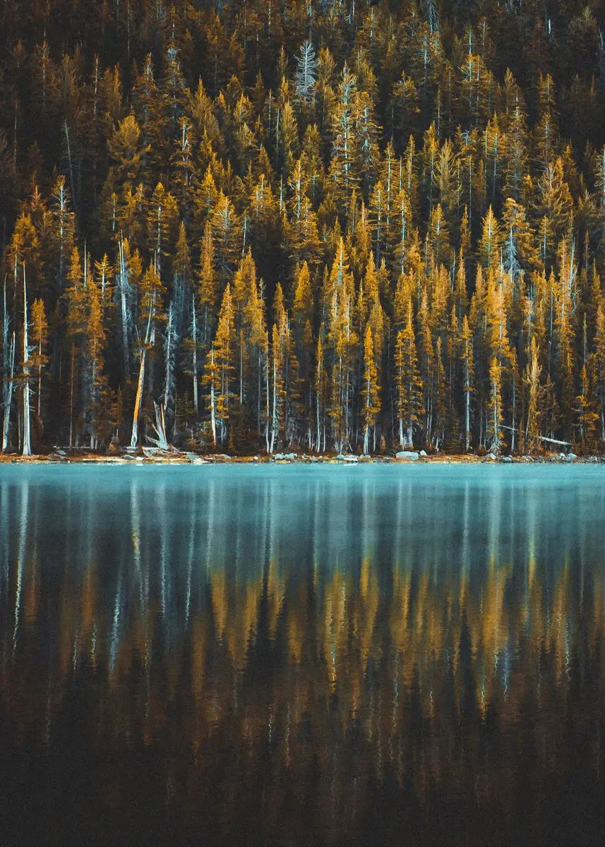 Dark Green Forest Foggy Mountain Canvas Wall Art | Nature Print