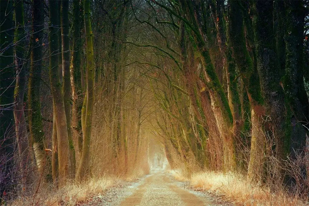 Dark Green Forest Fog Mountain Canvas Wall Art | Nature Poster