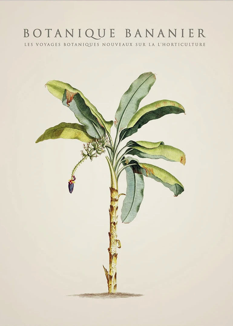 Tropical Palm & Banana Tree Vintage Botanical Canvas Wall Art Botanical Canvas Print Peaceful Pleasures Health and Wellness