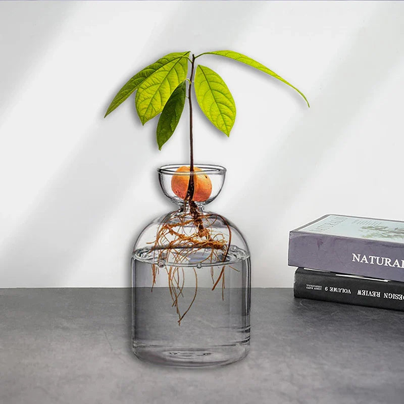 Avocado Seed Starter Glass Vase – Hydroponic Planter Kit