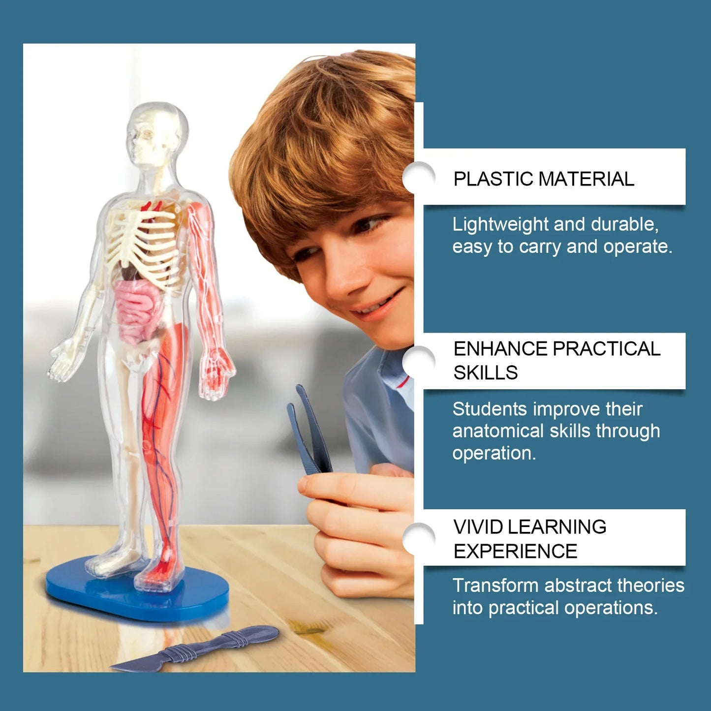 3D Human Body Anatomy Model – Detachable STEM Educational Toy