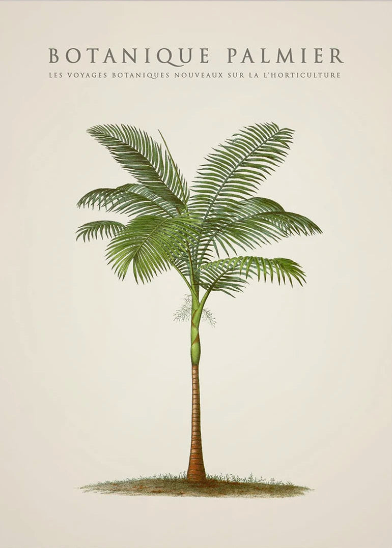 Tropical Palm & Banana Tree Vintage Botanical Canvas Wall Art Botanical Canvas Print Peaceful Pleasures Health and Wellness 10 50x70cm
